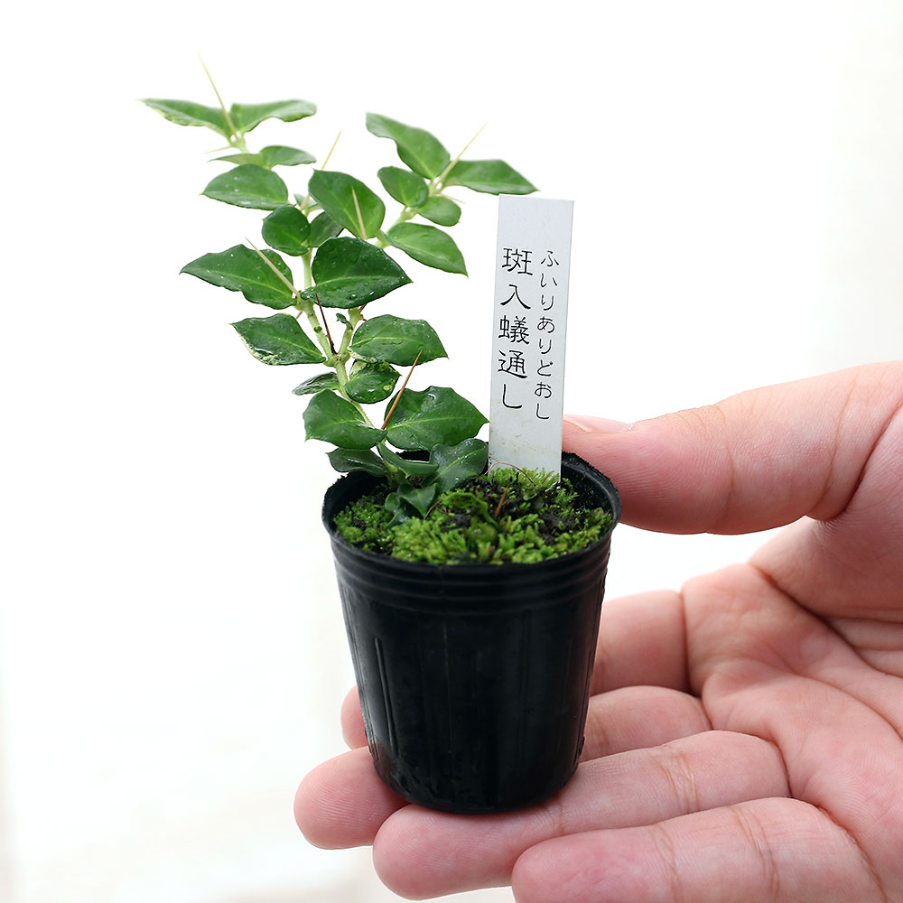 楽天市場 観葉植物 ビバリウムプランツ フイリアリドオシ 斑入り蟻通し ３ｃｍポット １ポット Charm 楽天市場店