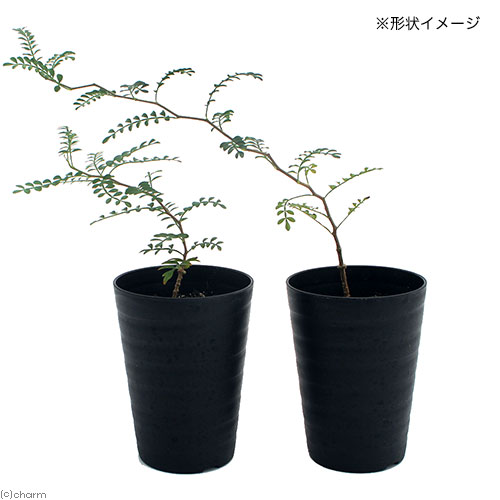 楽天市場 観葉植物 オペルクリカリア パキプス 実生苗 ３号 １鉢 沖縄別途送料 コーデックス Charm 楽天市場店