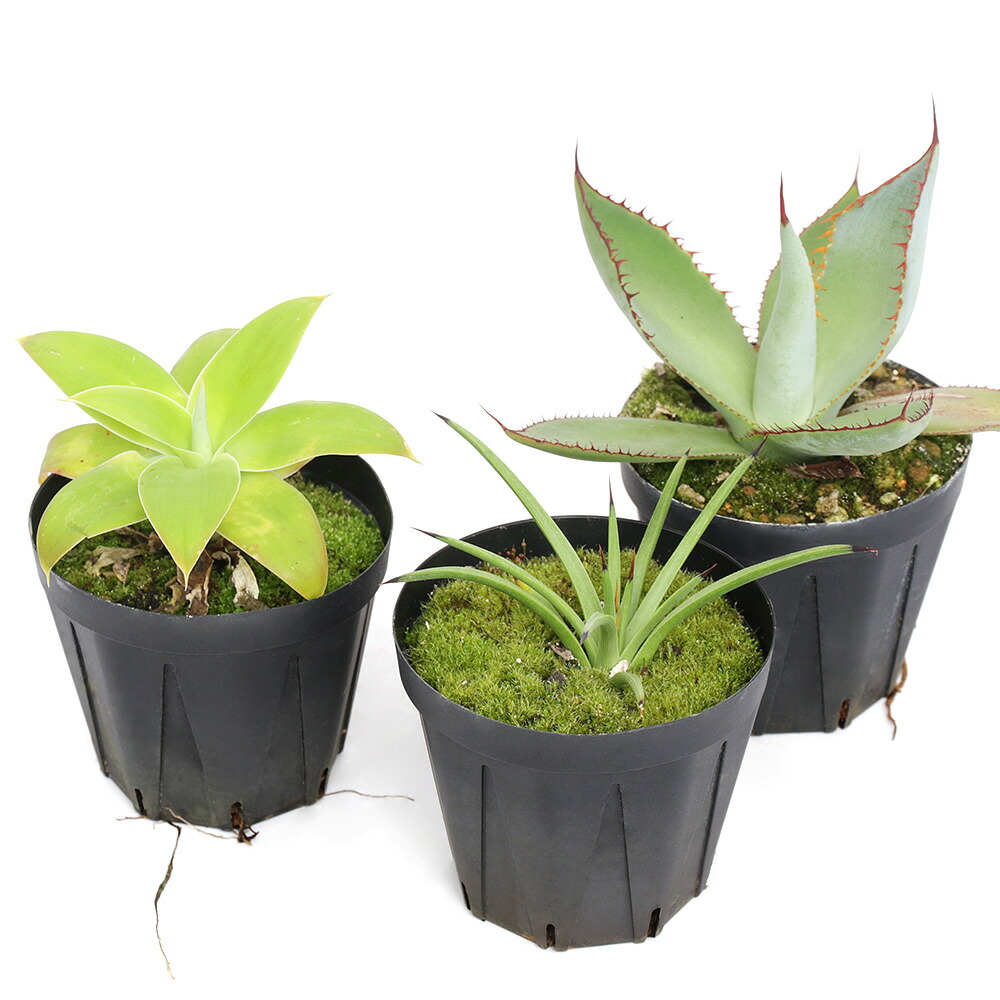 楽天市場】(多肉植物)アガベ ロファンサ 五色万代(ゴシキ 楽天市場】(多肉植物)アガベ ロファンサ 五色万代(ゴシキ