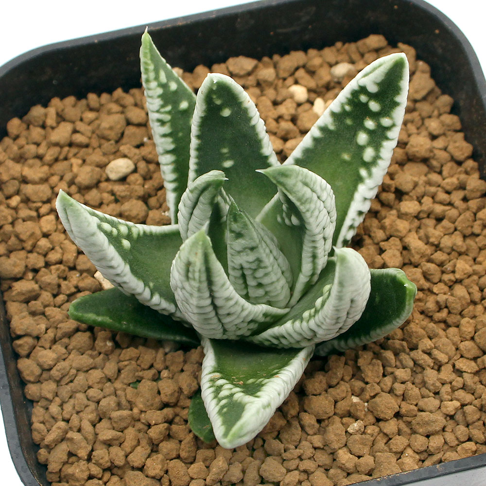 観葉植物 品種系ハオルチア 皇帝 号 鉢 Giosenglish Com