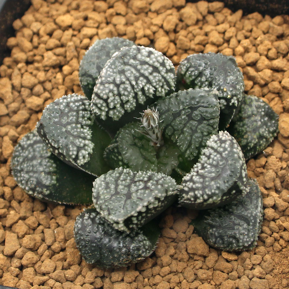 観葉植物 品種系ハオルチア 指輪物語 号 鉢 Educaps Com Br