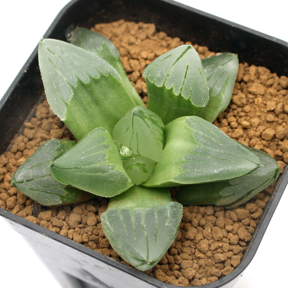 観葉植物 品種系ハオルチア ピグマエア ミュータント 号 鉢 Mgpadel Com