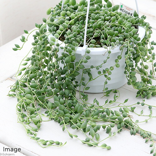 楽天市場 観葉植物 グリーンネックレス 吊り鉢タイプ ５号 １鉢 北海道冬季発送不可 Charm 楽天市場店