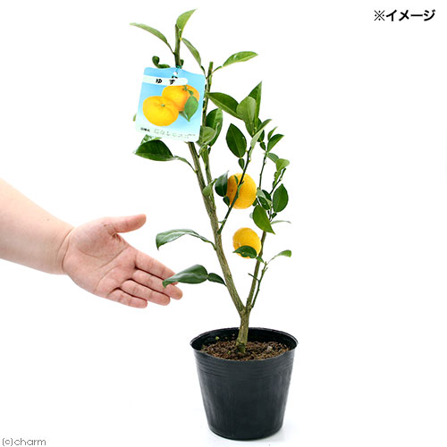 楽天市場 観葉植物 果樹苗 ユズ 本柚子 種なし ４ ５号 １鉢 Charm 楽天市場店