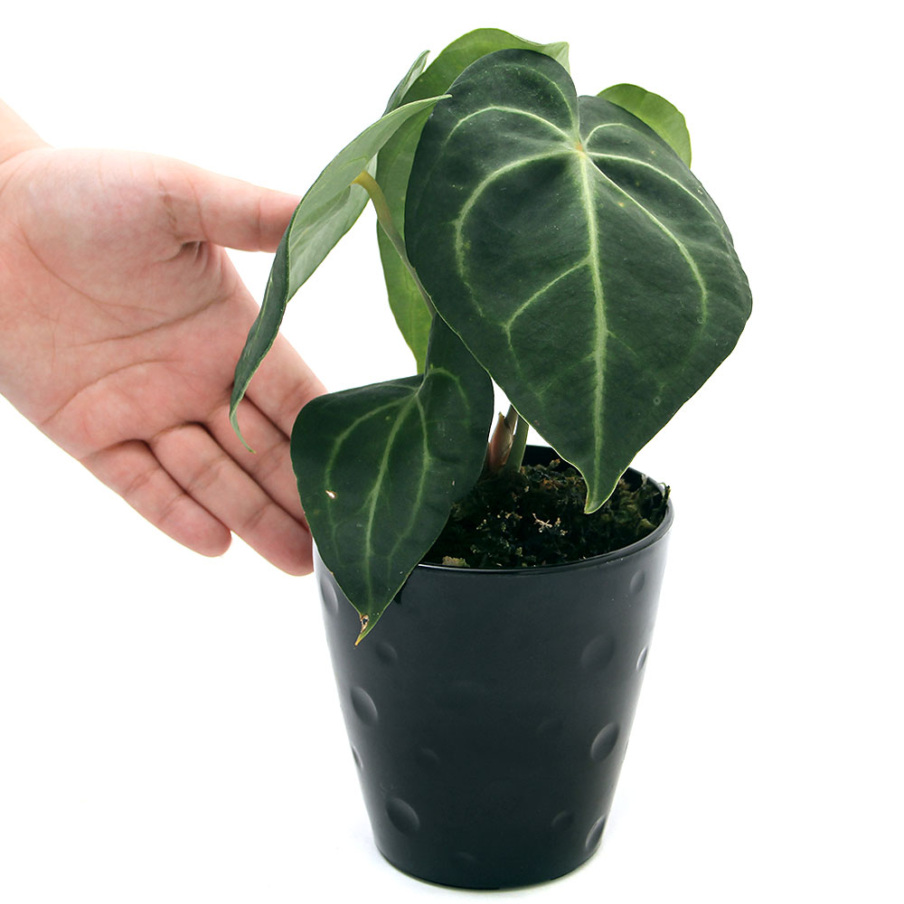 観葉植物 アンスリウム 白シマウチワ 号 鉢 Educaps Com Br