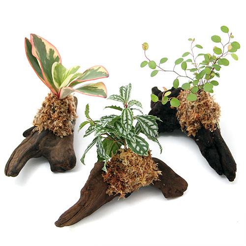 楽天市場 観葉植物 テラリウム向け ミニ観葉付流木 ｓサイズ 約１５ｃｍ １本 Charm 楽天市場店