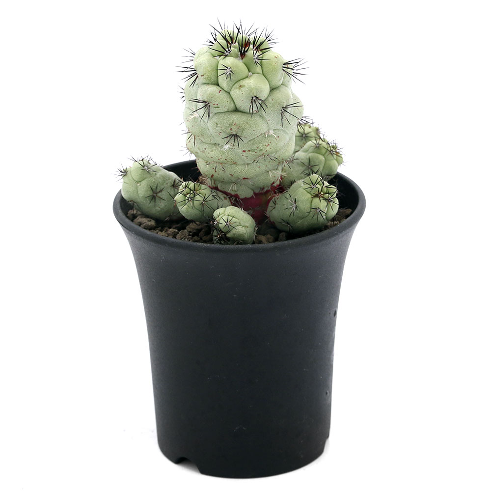 花 観葉植物 観葉植物店 観葉植物 一点物 サボテン オルテゴカクタス マクドガリー 3 5号 1鉢 366208 沖縄別途送料 Charm 花 観葉植物 観葉植物店 観葉植物 一点物 サボテン オルテゴカクタス マクドガリー 3 5号 1鉢 366208 沖縄別途送料 Charm