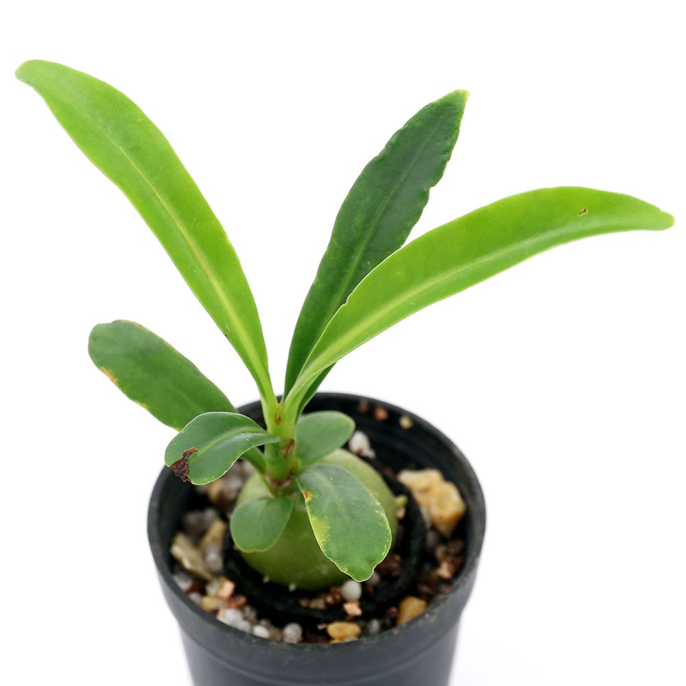 楽天市場 観葉植物 ビバリウムプランツ ミルメフィツム セレビクム ｓサイズ ３ｃｍポット １ポット コーデックス アリ植物 Charm 楽天市場店