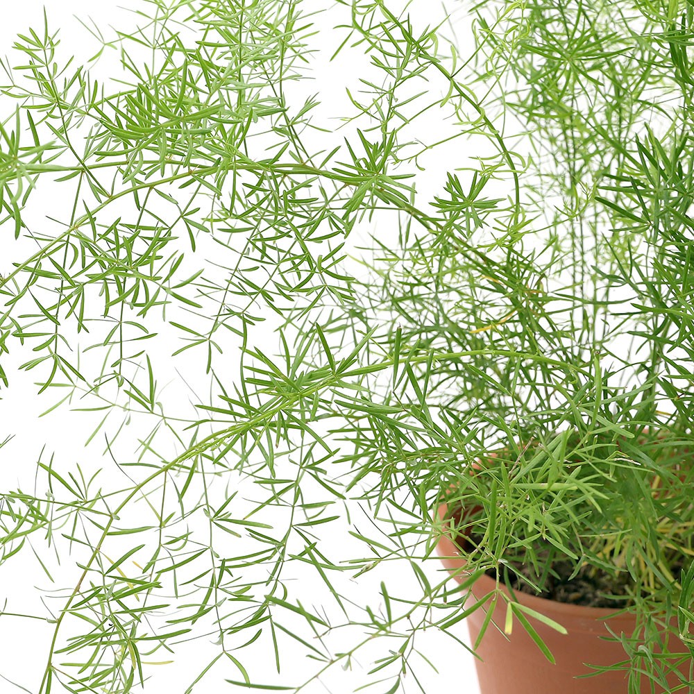 楽天市場 観葉植物 アスパラガス デンシフロルス スプレンゲリー ５号 １鉢 Charm 楽天市場店