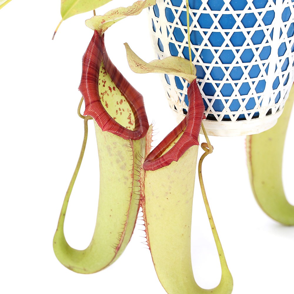 楽天市場 食虫植物 ウツボカズラ ネペンテス ミクスタ 吊り鉢タイプ ５号 １鉢 Charm 楽天市場店