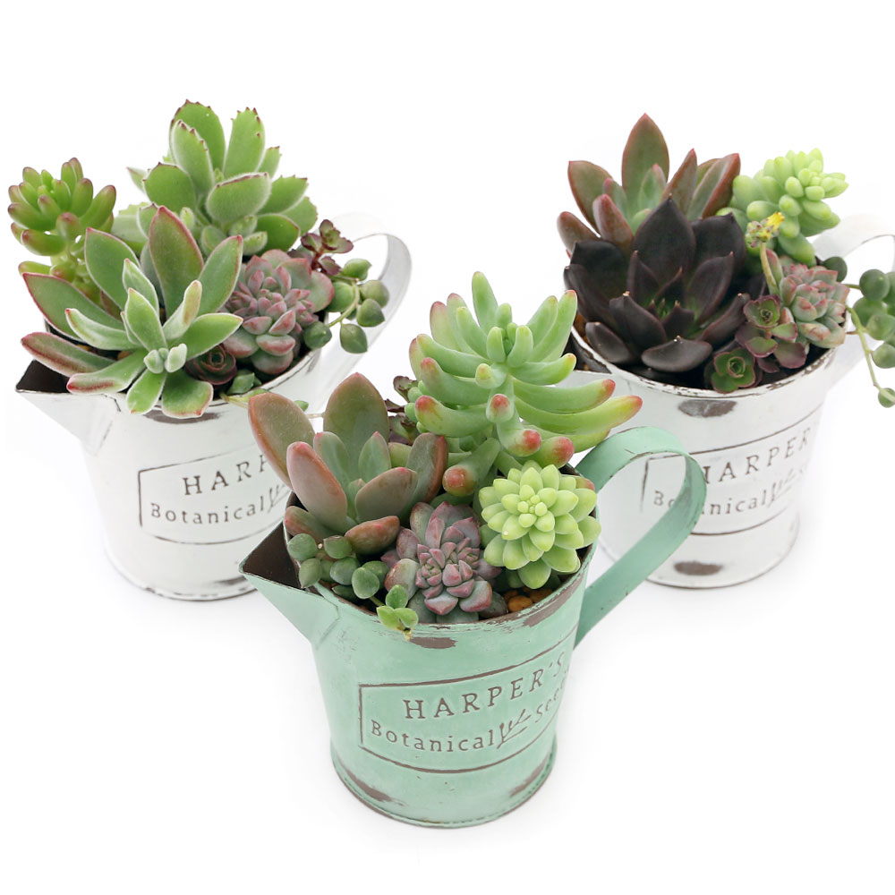 楽天市場 観葉植物 多肉寄せ植え ブリキカップ １鉢 Charm 楽天市場店