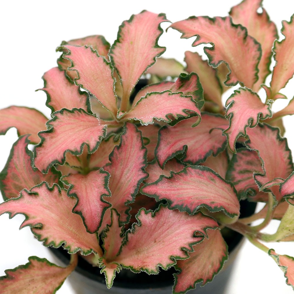 楽天市場 観葉植物 ビバリウムプランツ フィットニア ギザ葉 ピンク系 ３ｃｍポット １ポット Charm 楽天市場店