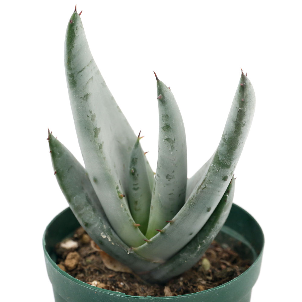 楽天市場 観葉植物 アロエ ペトリコーラ ２号 １鉢 Charm 楽天市場店