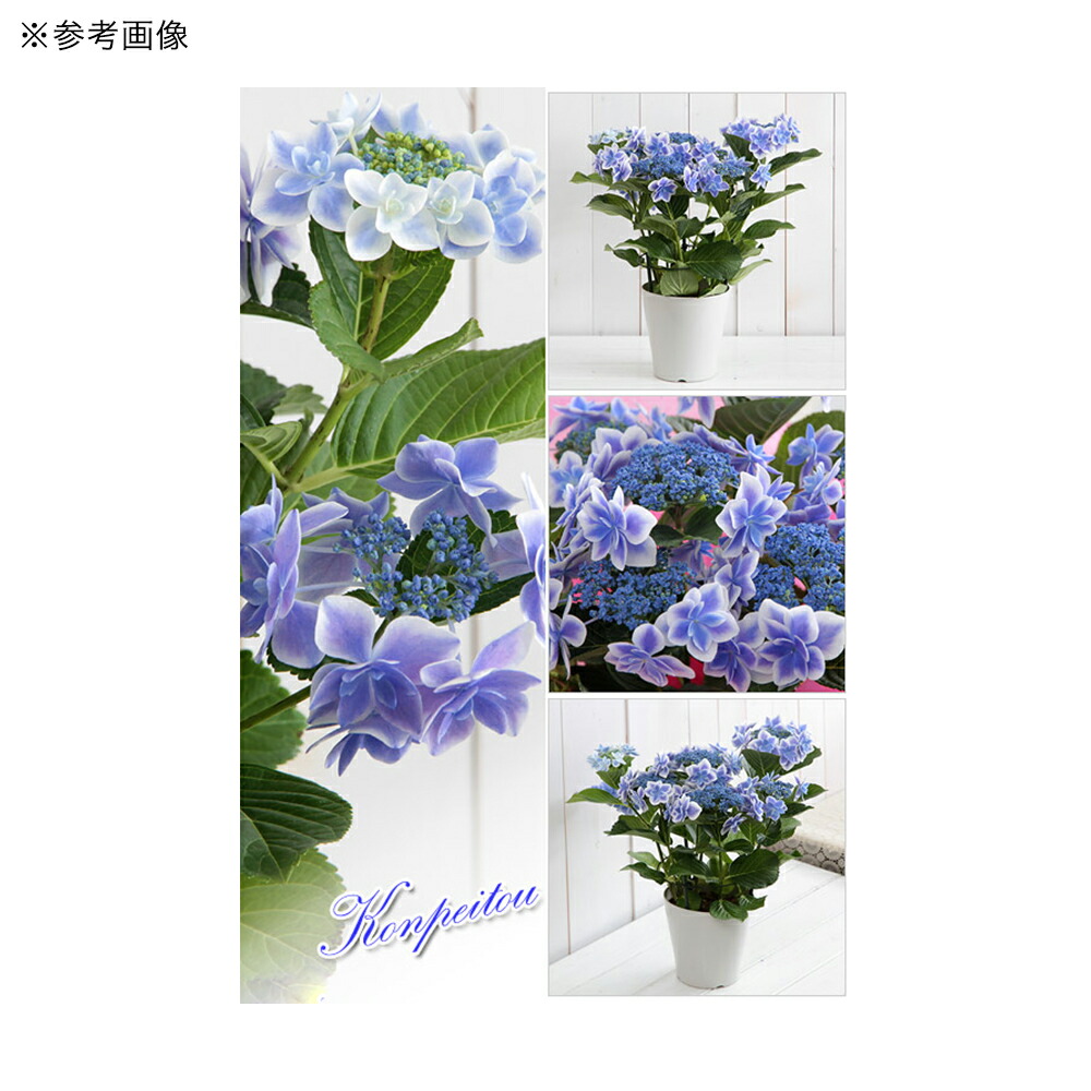 正規品スーパーsale 店内全品キャンペーン 観葉植物 西洋アジサイ コンペイトウ ブルー ５号 １鉢 Riosmauricio Com