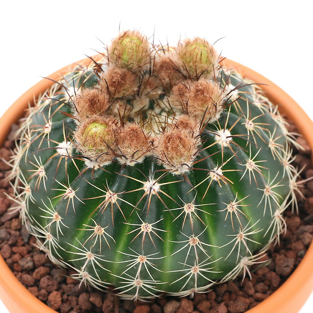 楽天市場 観葉植物 素焼鉢 サボテン パロディア リンキー ３号 １鉢 Charm 楽天市場店