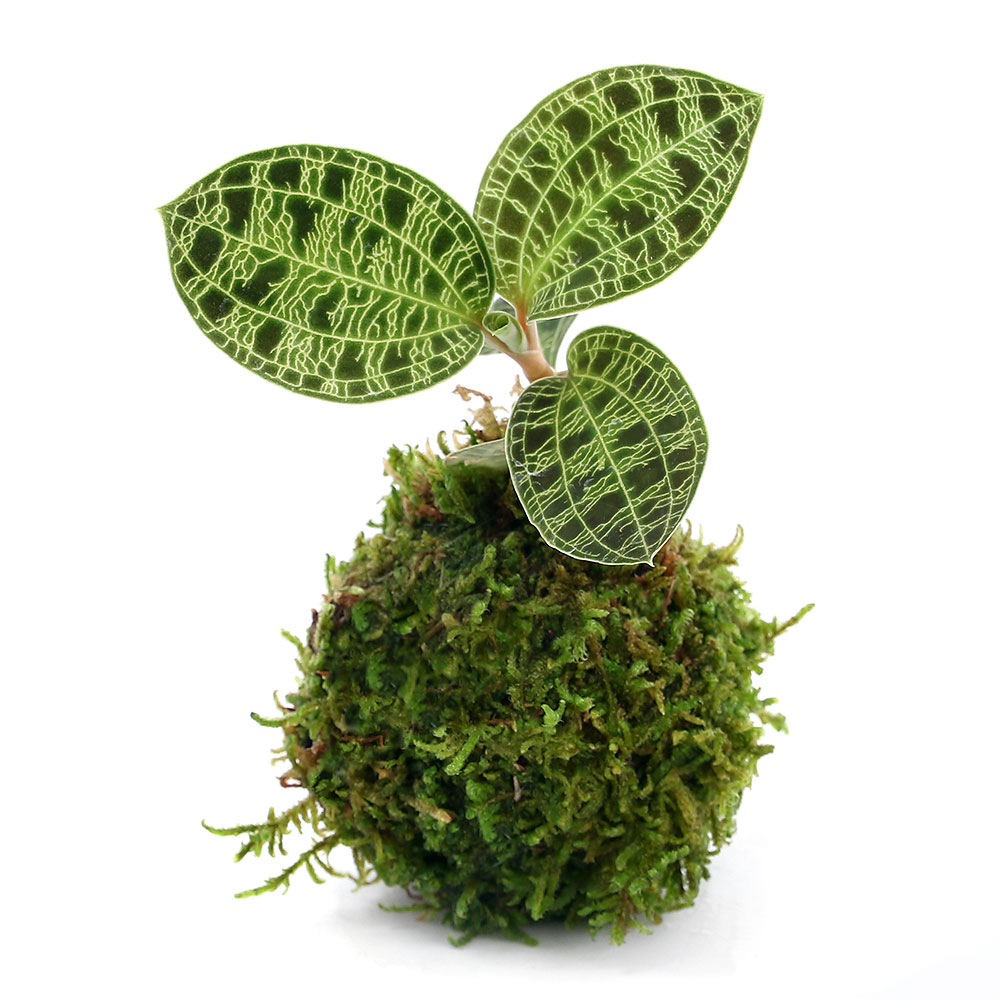 楽天市場 観葉植物 苔玉 マコデス ペトラ ｖｅｒ 這苔 １個 ジュエルオーキッド Charm 楽天市場店