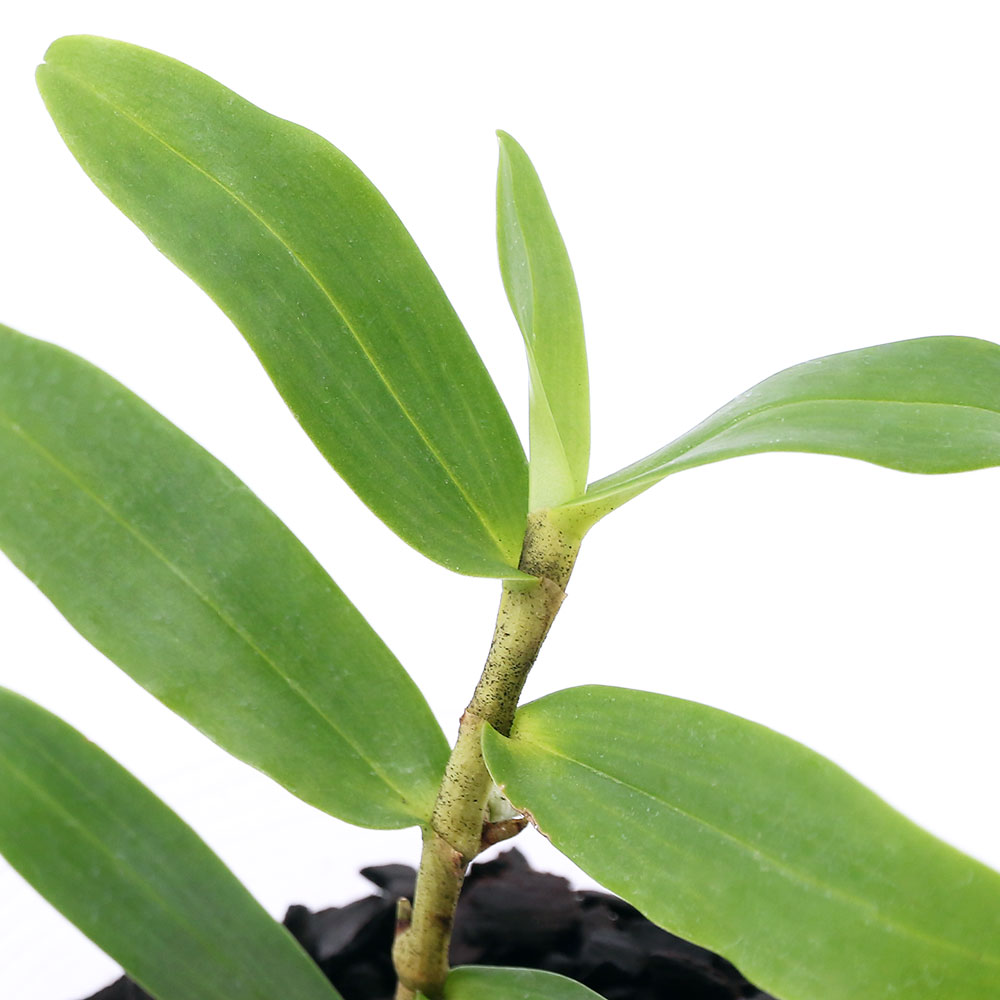 観葉植物 洋ラン エランギス 号 鉢 Crunchusers Com