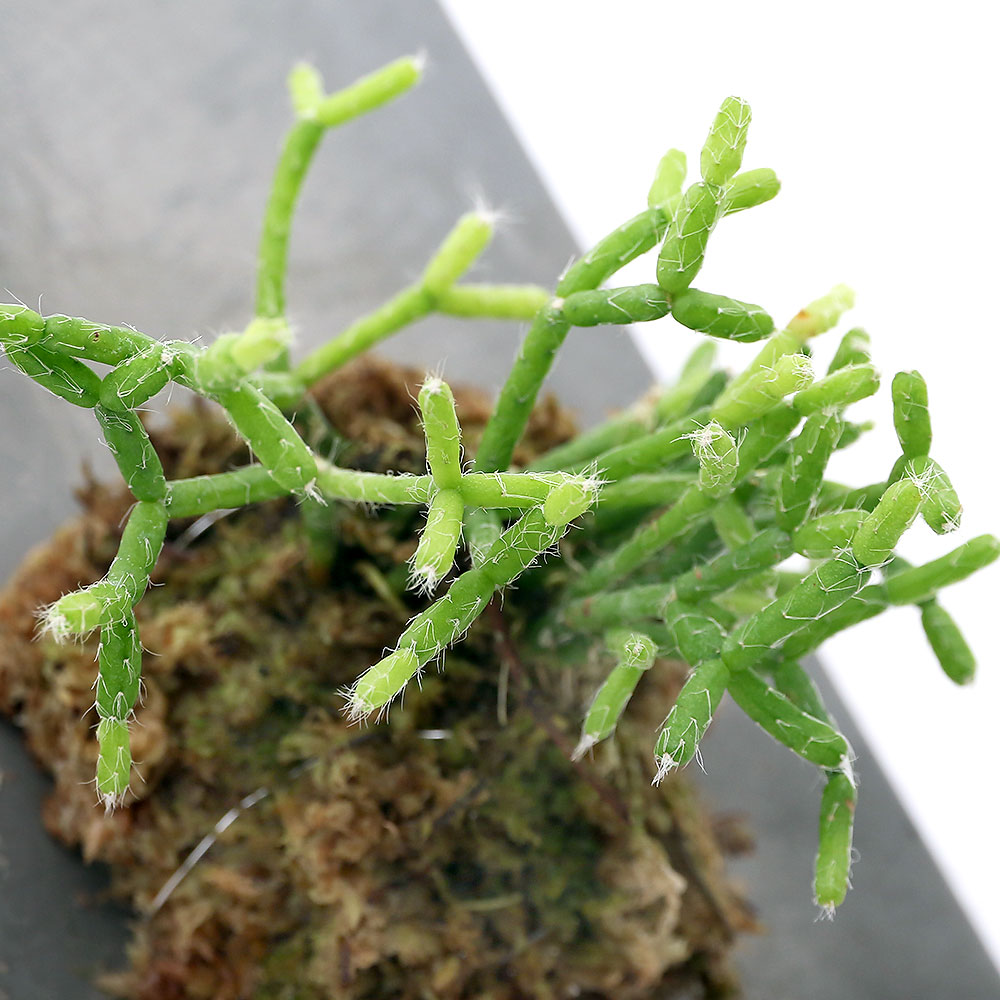 楽天市場 観葉植物 ストーンウッドプレート リプサリス ケレウスクラ グレー １個 Charm 楽天市場店