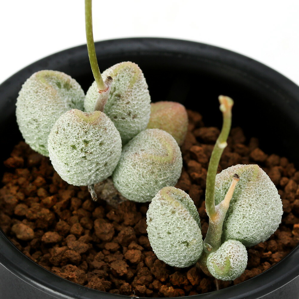 楽天市場 観葉植物 アドロミスクス 銀の卵 ３号 １鉢 沖縄別途送料 Charm 楽天市場店