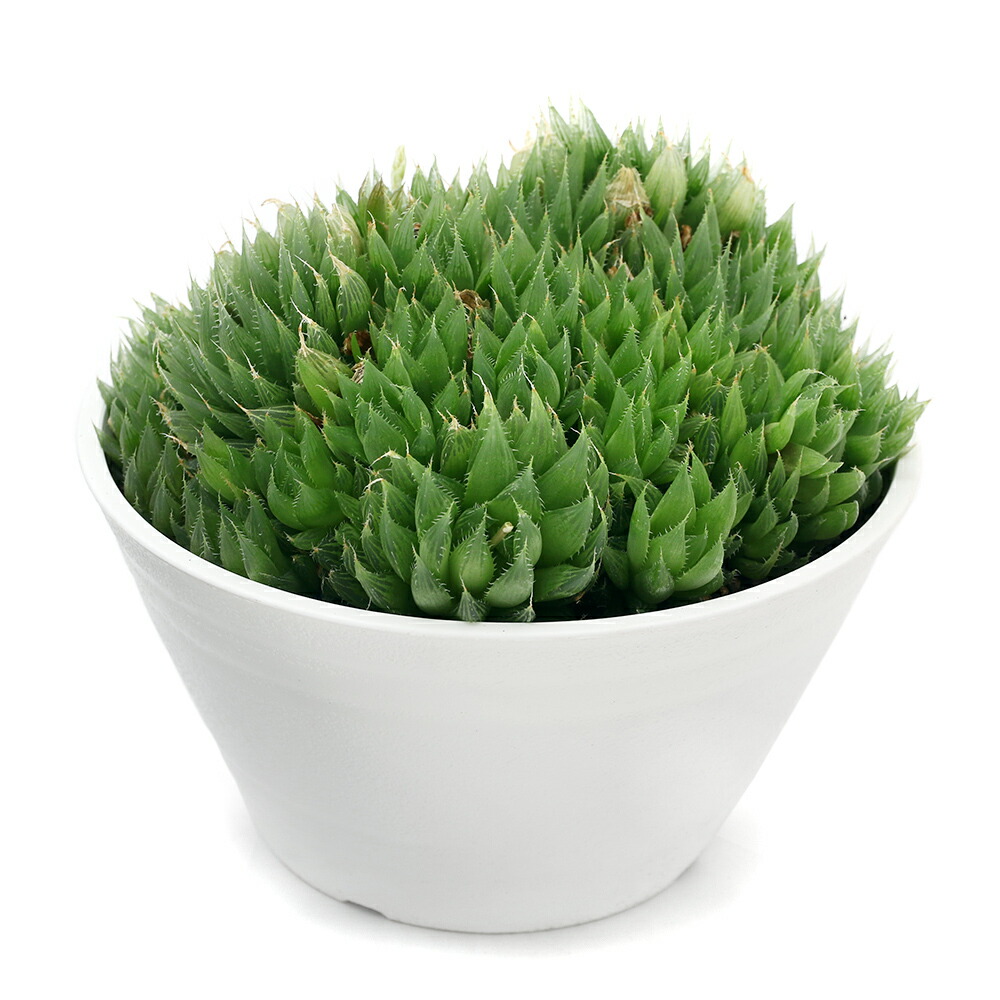 楽天市場 観葉植物 ハオルチア 軟葉タイプ ６号 １鉢 Charm 楽天市場店