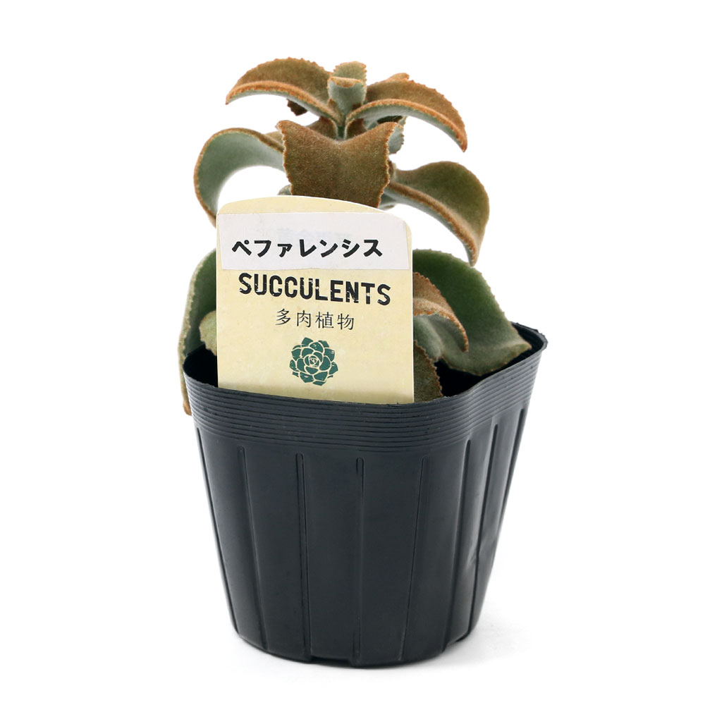 楽天市場 観葉植物 カランコエ ベファレンシス ３号 １ポット Charm 楽天市場店