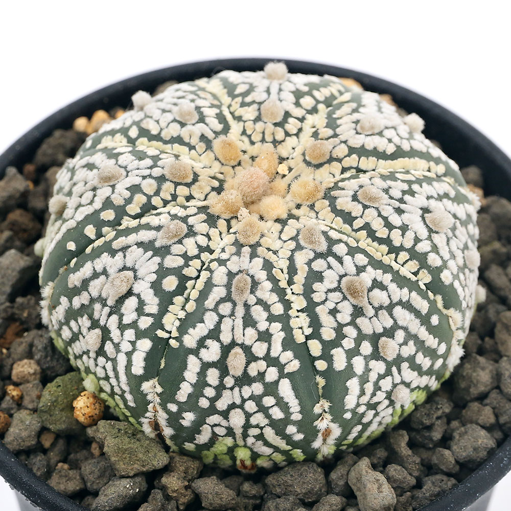 観葉植物 一点物 サボテン アストロフィツム スーパー兜 ｎｏ ６ 花 観葉植物 ３号 １鉢 ３６６６２０ 沖縄別途送料 Charm 店