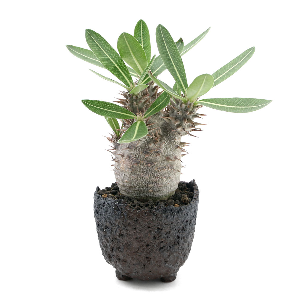 観葉草木品 ものちょん物 パキポディウム デンシフローラム ナンバー 陶磁器頭蓋植え 鉢 沖縄別途送料 Marchesoni Com Br