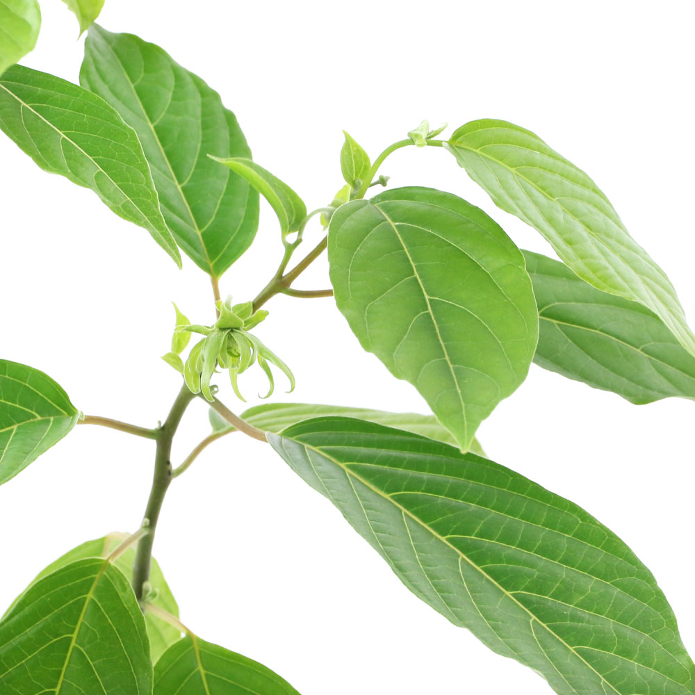 観葉草木 ペルシャイランの樹木 号 碗 香り気立て熱帯花木 Foxunivers Com