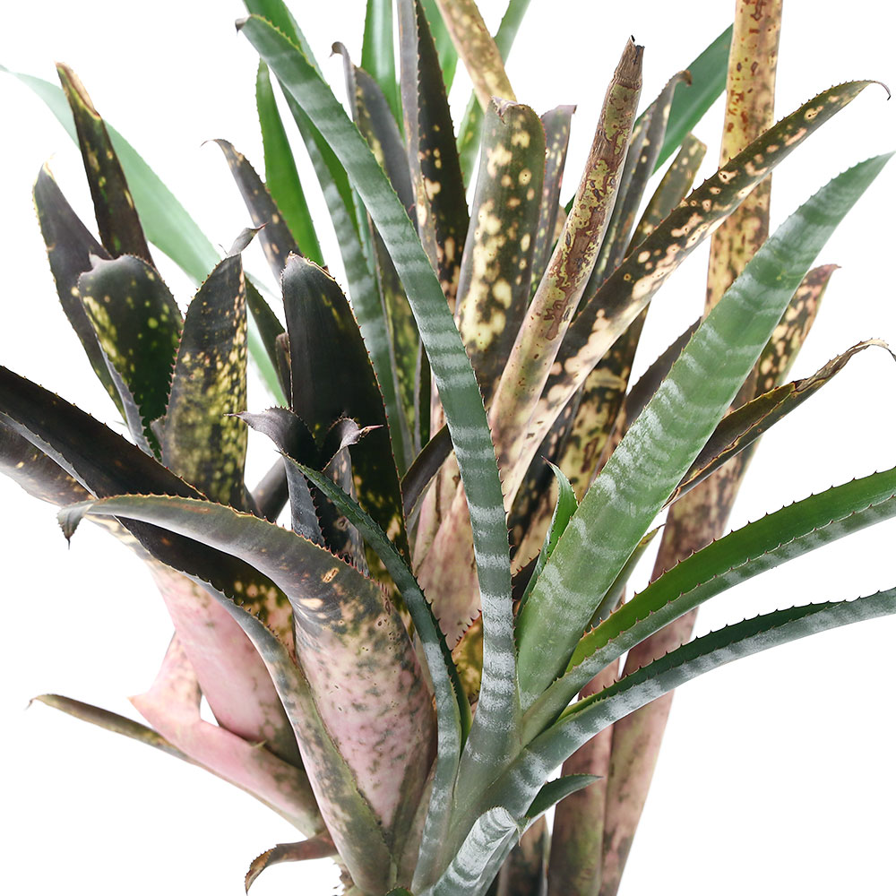 楽天市場 ネオレゲリア パウシフローラ Neoregelia Paucitfora 現品 観葉植物 観葉 植物 珍奇植物 珍奇 珍しい レア 希少 タンクブロメリア ブロメリア アナナス インテリア おしゃれ プレゼント 新生活 開店祝い かわいい おうち時間 グリーン アートプランツ