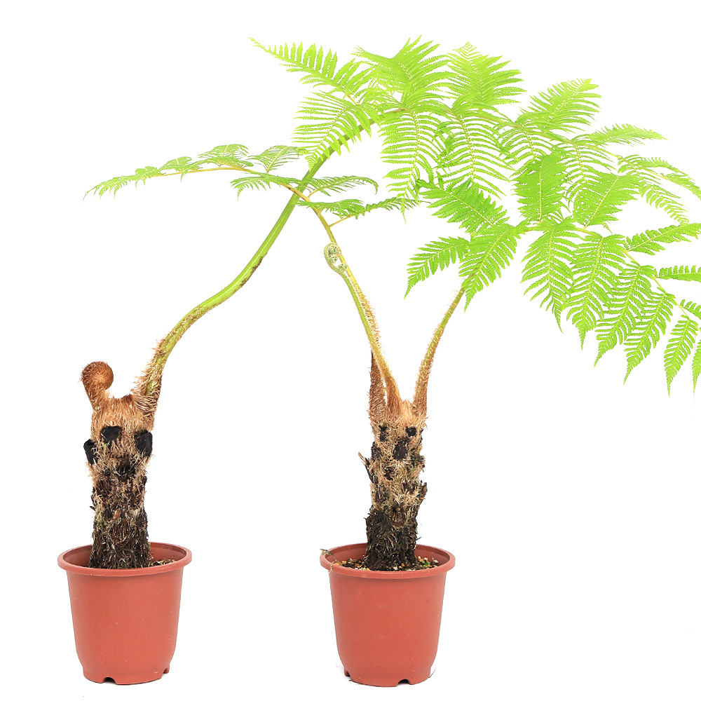 楽天市場 観葉植物 シダ ヒカゲヘゴ ヘゴの木 ５号 １鉢 Charm 楽天市場店