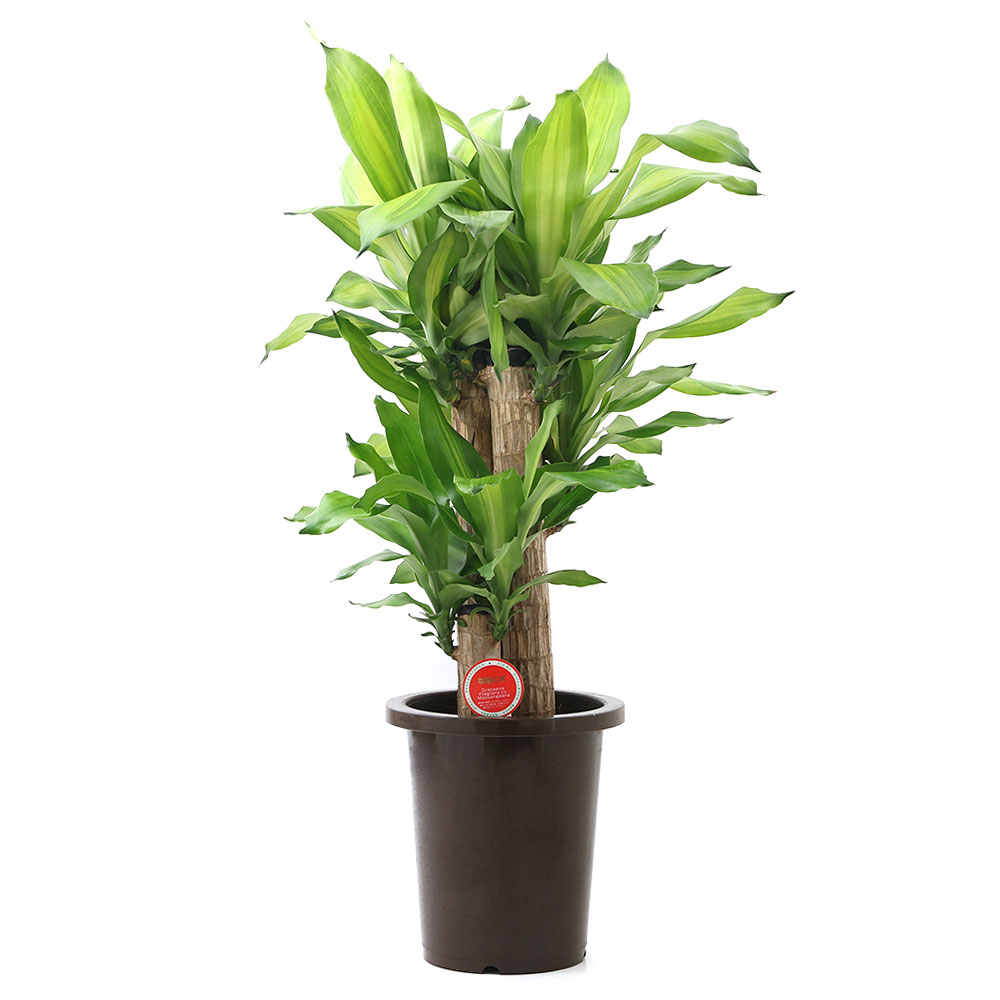 楽天市場 観葉植物 ドラセナ マッサンゲアナ 幸福の木 ８号 １鉢 沖縄別途送料 Charm 楽天市場店