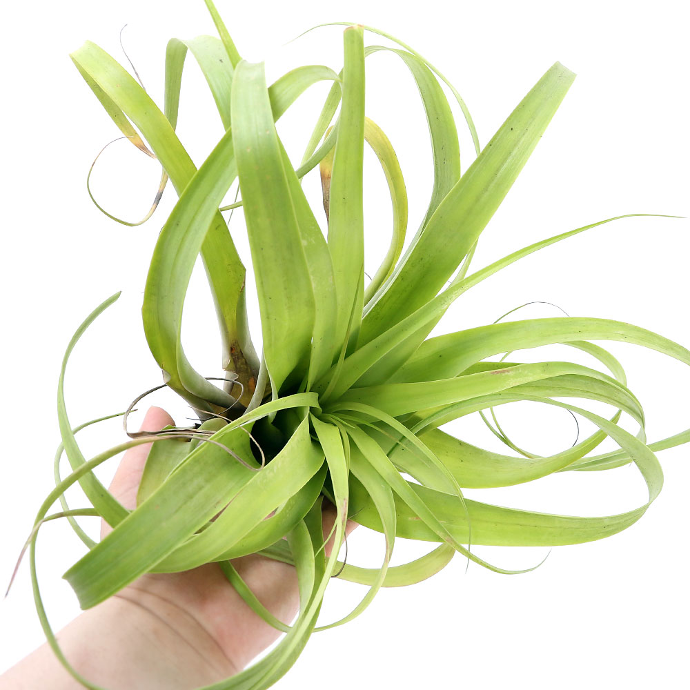 観葉植物 エアープランツ ティランジア ポリスタキア 株 Educaps Com Br