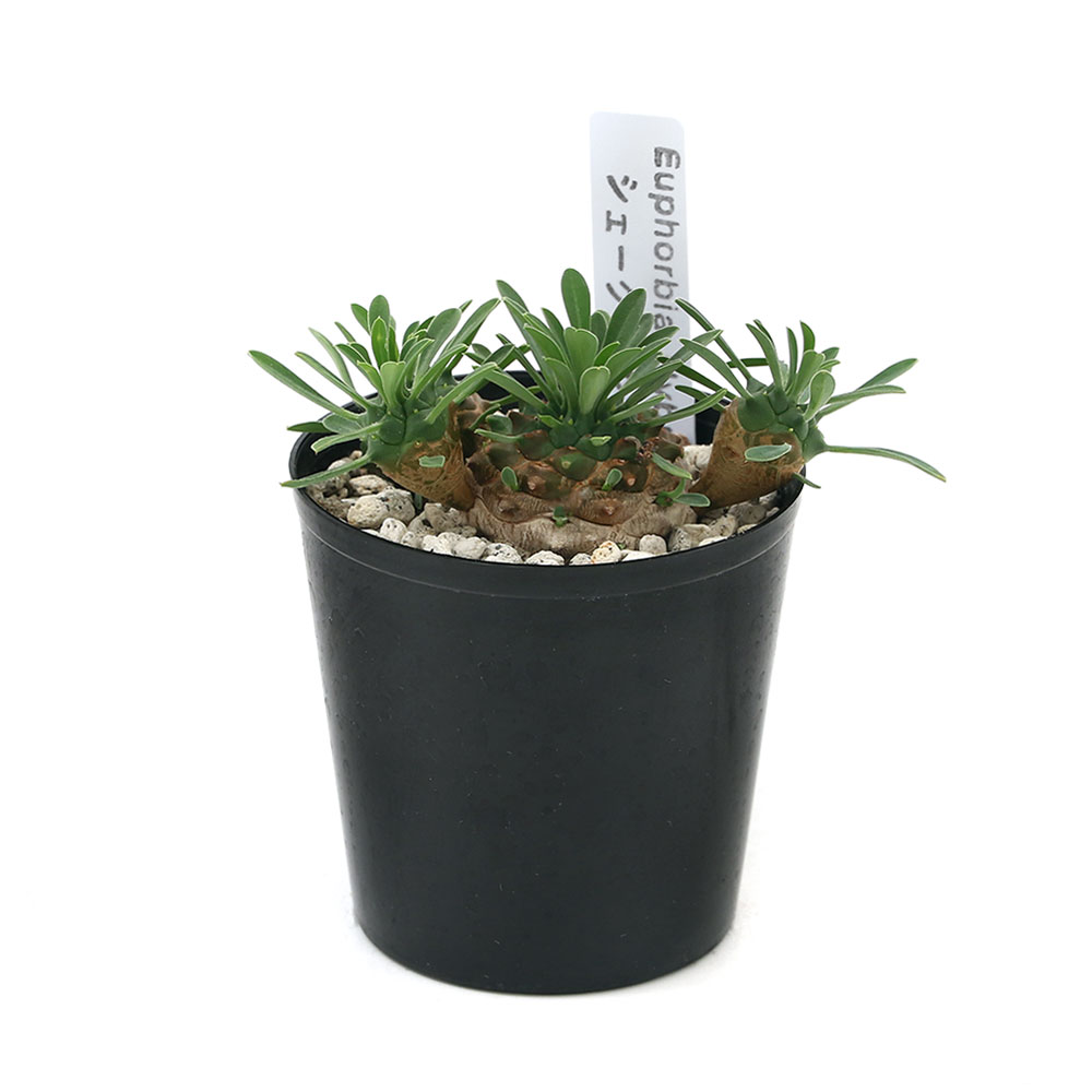 楽天市場 観葉植物 ユーフォルビア 峨眉山 シェークハンド ２ ５号 １鉢 Charm 楽天市場店
