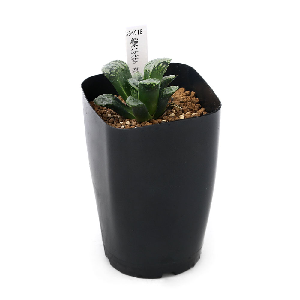 楽天市場 観葉植物 品種系ハオルチア ガラスのマリー ３号 １鉢 Charm 楽天市場店