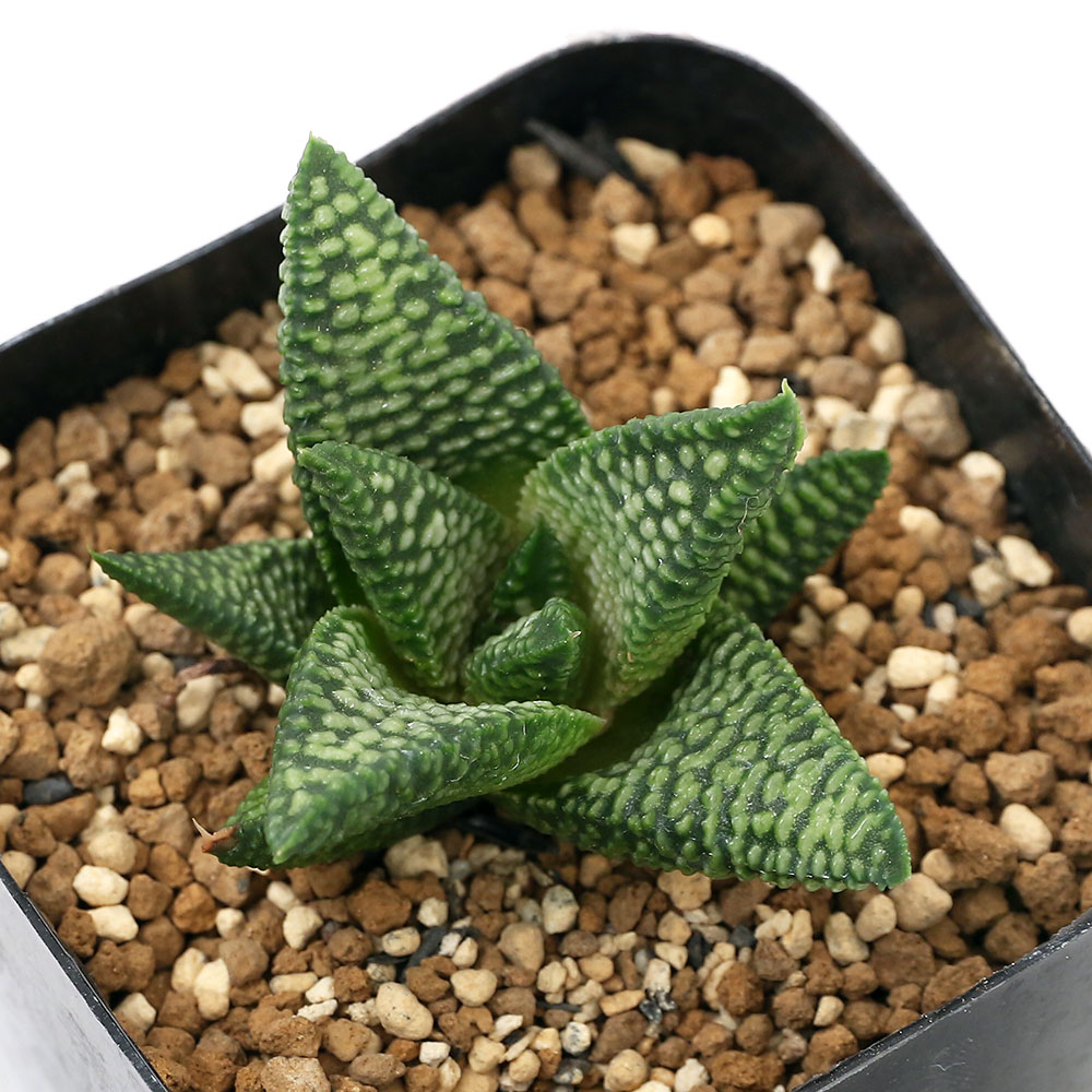 アウトレット送料無料 観葉植物 品種系ハオルチア なごり雪 ２ ５号 １鉢 北海道冬季発送 限定セール Southerncollegeofhealthsciences Com