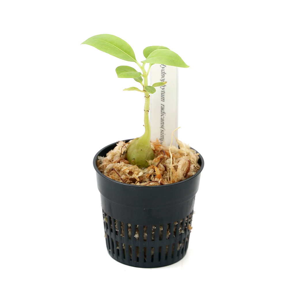 楽天市場 観葉植物 フィドノフィツム ラディカンス シンプレックス 実生 1鉢 コーデックス アリ植物 Charm 楽天市場店 楽天市場 観葉植物 フィドノフィツム ラディカンス シンプレックス 実生 1鉢 コーデックス アリ植物 Charm 楽天市場店