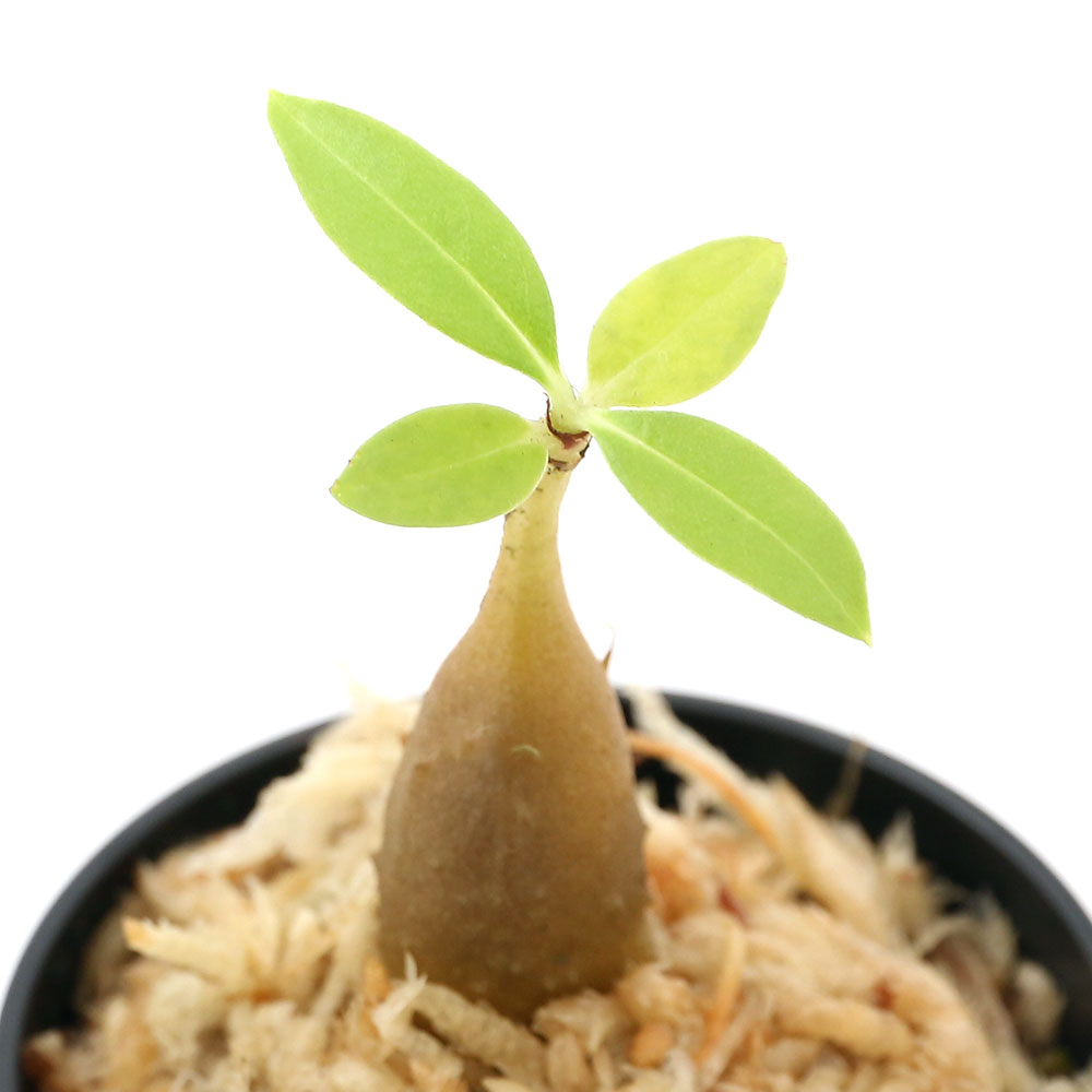 楽天市場 観葉植物 ミルコメディア カブパテン トラジャ ウテラ 実生 １鉢 アリ植物 コーデックス 沖縄別途送料 Charm 楽天市場店