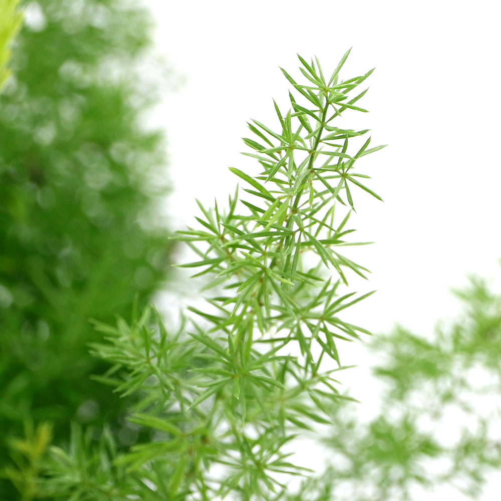 楽天市場 観葉植物 アスパラガス メイリー ６号 １鉢 Charm 楽天市場店