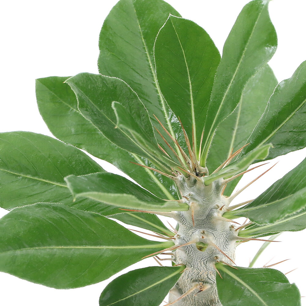 ケ267「現地株」パキポディウム グラキリス M 抜き苗【2/11最新到着