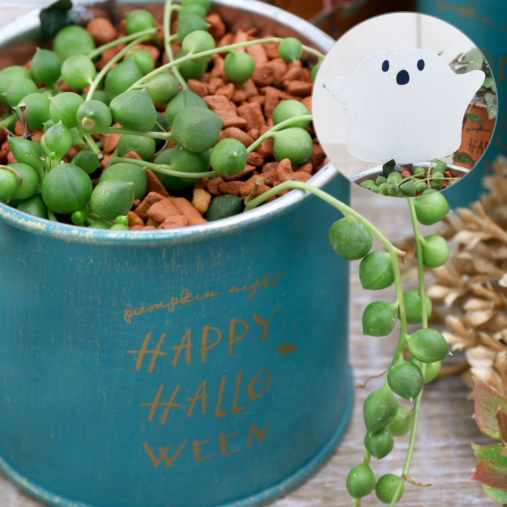 楽天市場 観葉植物 グリーンネックレス ブリキキャラクター缶 おばけ １鉢 Charm 楽天市場店