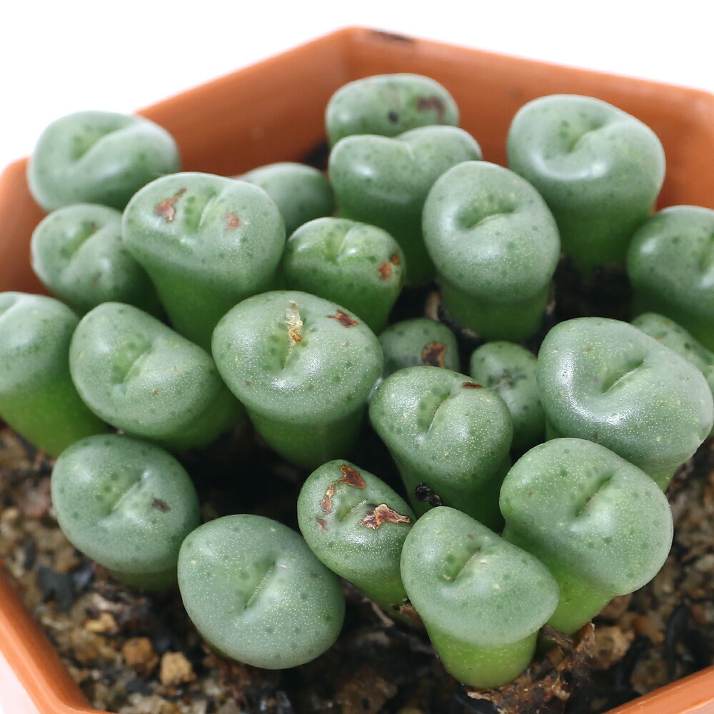 楽天市場】（多肉植物）コノフィツム ウィルヘルミー 2号（1鉢