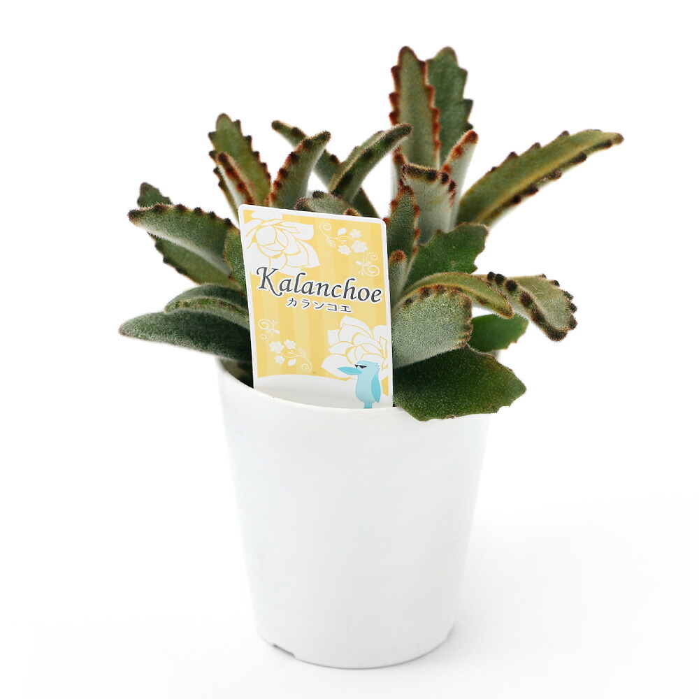 楽天市場 観葉植物 カランコエ トメントーサ ホノルル ３号 １鉢 Charm 楽天市場店
