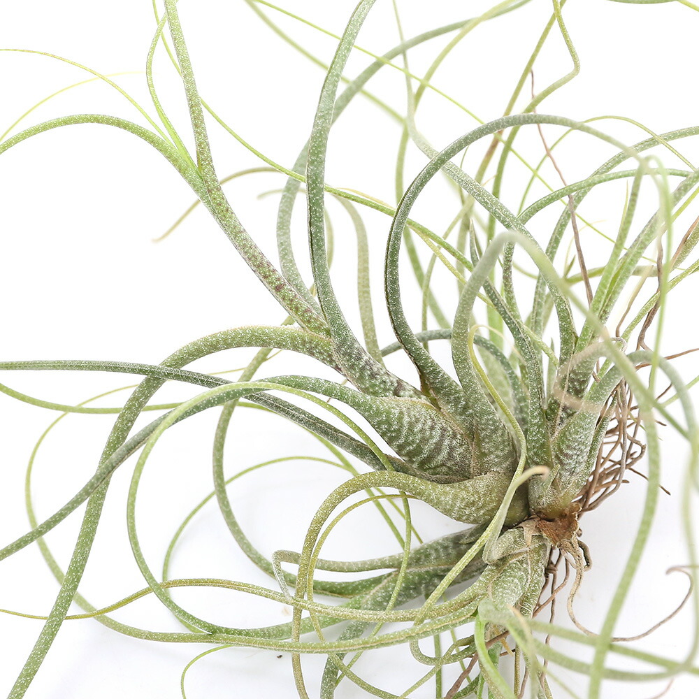 楽天市場】（観葉植物）エアープランツ チランジア ファシクラータ L