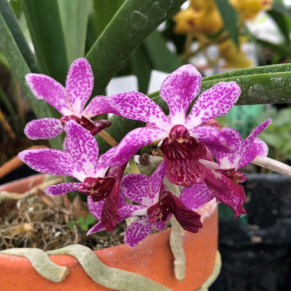 観葉植物 洋ラン ホルコスティリス シ 街路 球場 号数 碗 沖縄別途貨物輸送 Hotjobsafrica Org