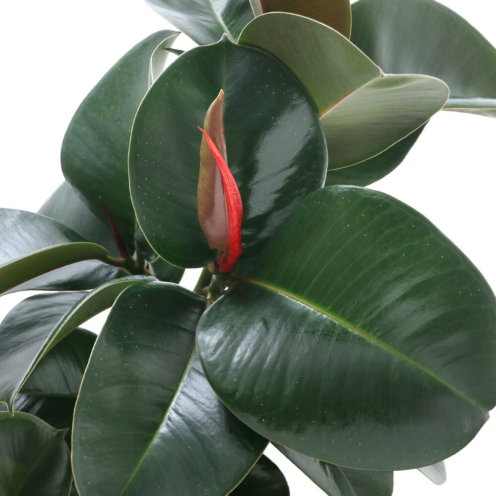 楽天市場 観葉植物 フィカス ソフィア ７号 １鉢 Charm 楽天市場店