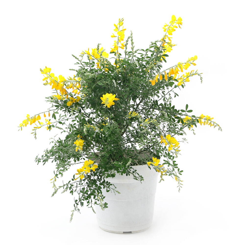 楽天市場 山野草 エニシダ ５号 １鉢 Charm 楽天市場店