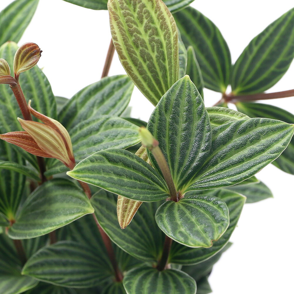 観葉植物 ペペロミア プテオラータ 号 鉢 Giosenglish Com
