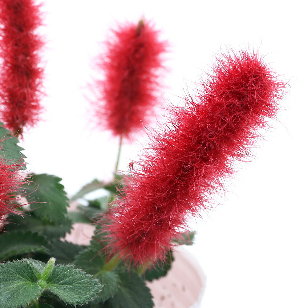 観葉草木 キャットテール サイズ ポット Nobhillmusic Com