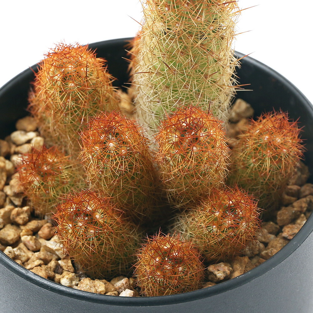 観葉植物 サボテン マミラリア 硬貨手毬 真赭印字機 号数 頭骨 Automatedcable Com