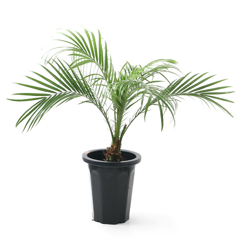 楽天市場 観葉植物 ヤシ フェニックス ロベレニー ６号 １鉢 沖縄別途送料 Charm 楽天市場店